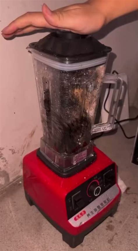 cat in a blender video leaked|cat blender video disturbing.